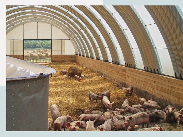 Строительство свинарников в Боре