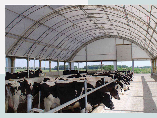 Тентовые коровники в Боре